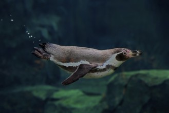 Humboldt Penguin (Spheniscus humboldti), Humboldt Penguin, adult, in the water, swimming, foraging,