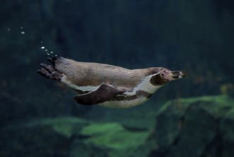 Humboldt Penguin (Spheniscus humboldti), Humboldt Penguin, adult, in the water, swimming, foraging,