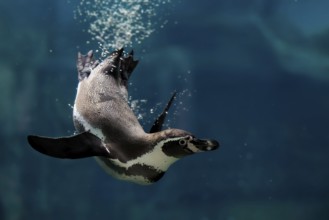 Humboldt Penguin (Spheniscus humboldti), Humboldt Penguin, adult, in the water, swimming, foraging,