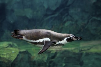 Humboldt Penguin (Spheniscus humboldti), Humboldt Penguin, adult, in the water, swimming, foraging,