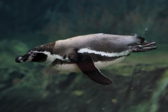 Humboldt Penguin (Spheniscus humboldti), Humboldt Penguin, adult, in the water, swimming, foraging,