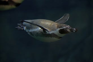 Humboldt Penguin (Spheniscus humboldti), Humboldt Penguin, adult, in the water, swimming, foraging,