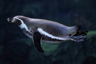Humboldt Penguin (Spheniscus humboldti), Humboldt Penguin, adult, in the water, swimming, foraging,