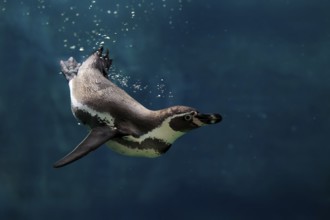 Humboldt Penguin (Spheniscus humboldti), Humboldt Penguin, adult, in the water, swimming, foraging,