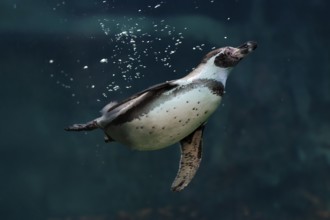 Humboldt Penguin (Spheniscus humboldti), Humboldt Penguin, adult, in the water, swimming, foraging,