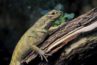 Ambon sailing lizard (Hydrosaurus amboinensis), adult, female, on land, on water, tree trunk,
