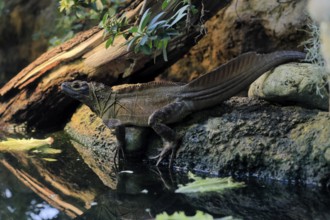 Ambon sailing lizard (Hydrosaurus amboinensis), adult, male, on land, on water, Southeast Asia