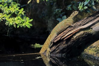 Ambon sailing lizard (Hydrosaurus amboinensis), adult, female, on land, on water, tree trunk,