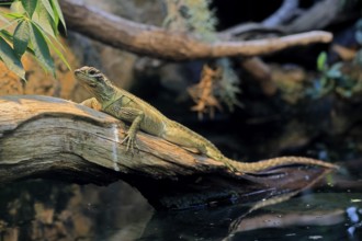 Ambon sailing lizard (Hydrosaurus amboinensis), adult, female, on land, on water, tree trunk,