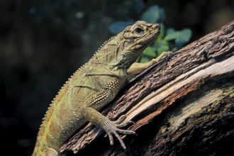 Ambon sailing lizard (Hydrosaurus amboinensis), adult, female, on land, on water, tree trunk,