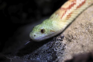 Gopher snake (Pituophis catenifer), adult, portrait, tongue, non-toxic, North America, captive