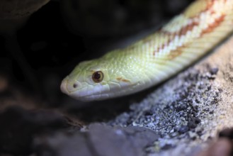 Gopher snake (Pituophis catenifer), adult, portrait, non-toxic, North America, captive