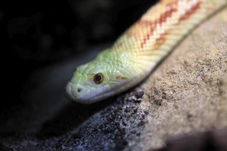Gopher snake (Pituophis catenifer), adult, portrait, non-toxic, North America, captive