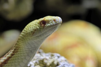 Gopher snake (Pituophis catenifer), adult, portrait, non-toxic, North America, captive
