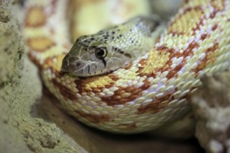 Gopher snake (Pituophis catenifer), adult, resting, portrait, non-toxic, North America, captive