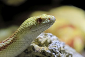 Gopher snake (Pituophis catenifer), adult, portrait, non-toxic, North America, captive