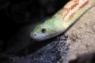 Gopher snake (Pituophis catenifer), adult, portrait, tongue, non-toxic, North America, captive