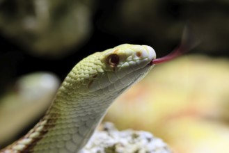 Gopher snake (Pituophis catenifer), adult, portrait, tongue, non-toxic, North America, captive