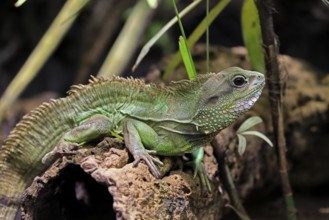 Green water dragon (Physignathus cocincinus), adult, on tree, alert, Southeast Asia, captive