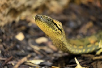 Common anaconda (Eunectes murinus), southern green anaconda, portrait, on ground, South America,