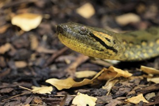 Common anaconda (Eunectes murinus), southern green anaconda, portrait, on ground, South America,