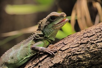 Green water dragon (Physignathus cocincinus), adult, on tree, alert, portrait, Southeast Asia,