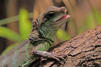 Green water dragon (Physignathus cocincinus), adult, on tree, alert, portrait, Southeast Asia,