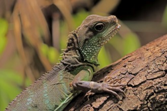 Green water dragon (Physignathus cocincinus), adult, on tree, alert, portrait, Southeast Asia,