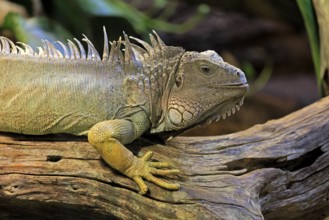 Green iguana (Iguana iguana), on tree, alert, portrait, South America, captive