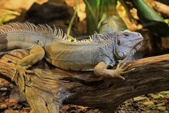 Green iguana (Iguana iguana), on tree, alert, South America, captive