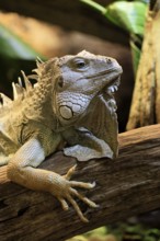 Green iguana (Iguana iguana), on tree, alert, portrait, South America, captive