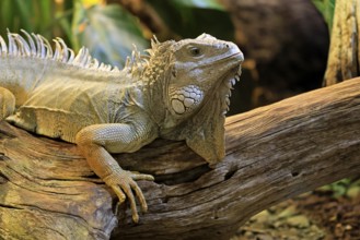 Green iguana (Iguana iguana), on tree, alert, portrait, South America, captive