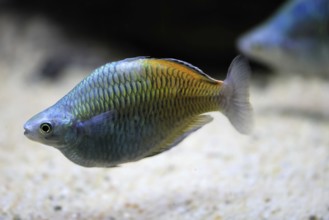 Harlequin rainbowfish (Melanotaenia boesemani), in water, foraging, swimming, captive, New Guinea,