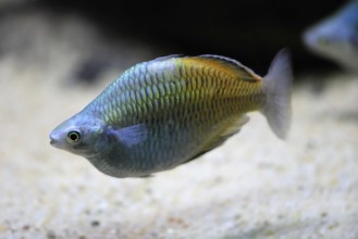 Harlequin rainbowfish (Melanotaenia boesemani), in water, foraging, swimming, captive, New Guinea,
