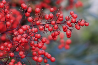 Sky bamboo (Nandina domestica) shrub, berries, fruits, red, barberry plant, evergreen, in autumn,
