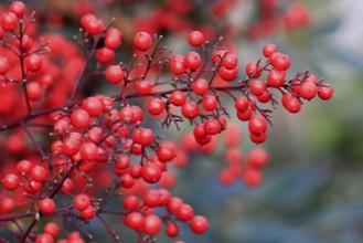 Sky bamboo (Nandina domestica) shrub, berries, fruits, red, barberry plant, evergreen, in autumn,