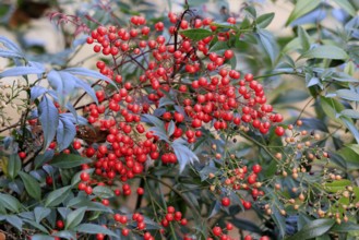 Sky bamboo (Nandina domestica) shrub, berries, fruits, red, barberry plant, evergreen, in autumn,