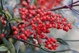 Sky bamboo (Nandina domestica) shrub, berries, fruits, red, barberry plant, evergreen, in autumn,