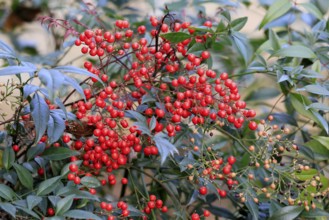 Sky bamboo (Nandina domestica) shrub, berries, fruits, red, barberry plant, evergreen, in autumn,