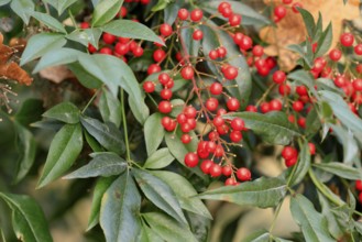 Sky bamboo (Nandina domestica) shrub, berries, fruits, red, barberry plant, evergreen, in autumn,