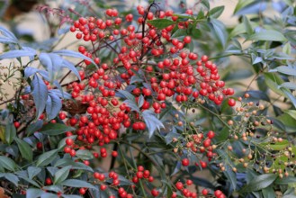 Sky bamboo (Nandina domestica) shrub, berries, fruits, red, barberry plant, evergreen, in autumn,