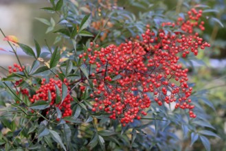 Sky bamboo (Nandina domestica) shrub, berries, fruits, red, barberry plant, evergreen, in autumn,