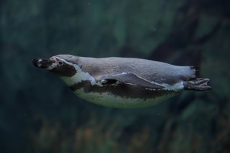 Humboldt Penguin (Spheniscus humboldti), Humboldt Penguin, adult, in the water, swimming, foraging,