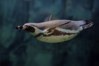 Humboldt Penguin (Spheniscus humboldti), Humboldt Penguin, adult, in the water, swimming, foraging,