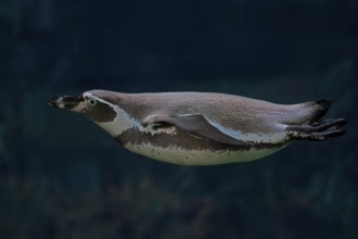 Humboldt Penguin (Spheniscus humboldti), Humboldt Penguin, adult, in the water, swimming, foraging,