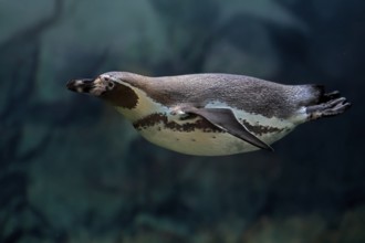Humboldt Penguin (Spheniscus humboldti), Humboldt Penguin, adult, in the water, swimming, foraging,