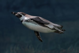 Humboldt Penguin (Spheniscus humboldti), Humboldt Penguin, adult, in the water, swimming, foraging,