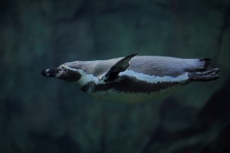 Humboldt Penguin (Spheniscus humboldti), Humboldt Penguin, adult, in the water, swimming, foraging,