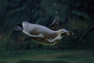 Humboldt Penguin (Spheniscus humboldti), Humboldt Penguin, adult, in the water, swimming, foraging,