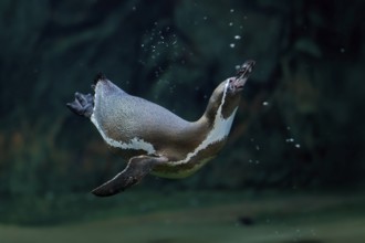 Humboldt Penguin (Spheniscus humboldti), Humboldt Penguin, adult, in the water, swimming, foraging,